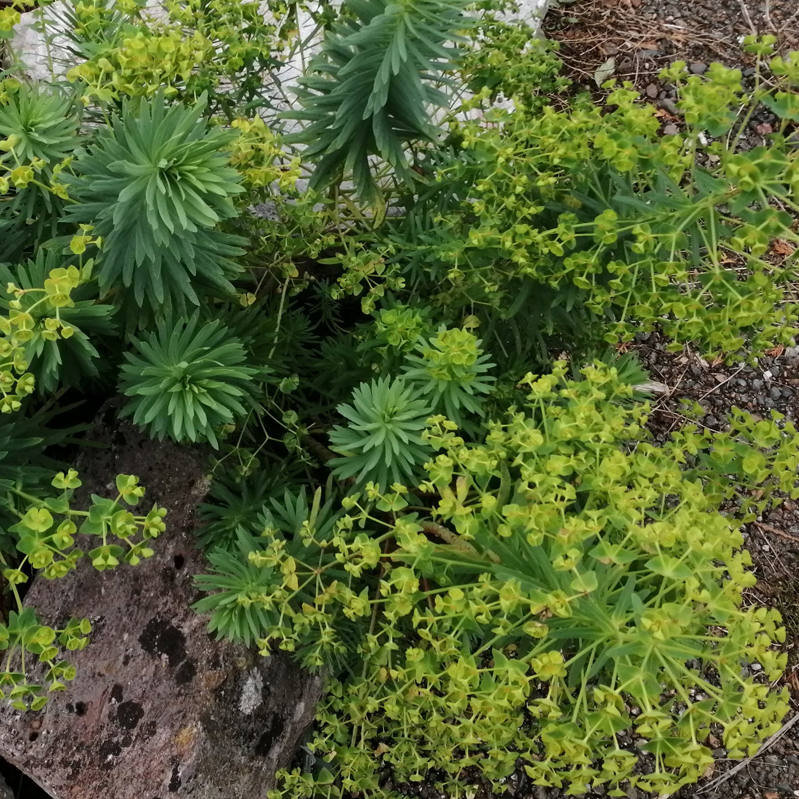 Euphorbia Blue Cushion