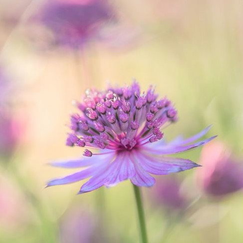 Astrantia Major Primadonna