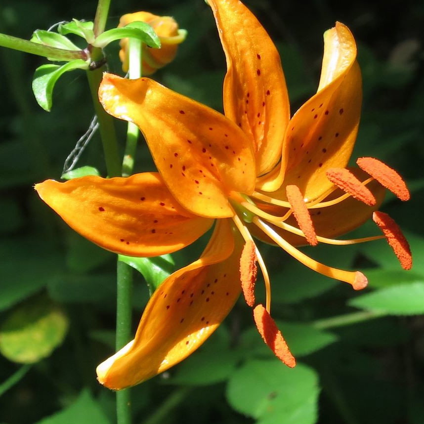 Lilium Distichum