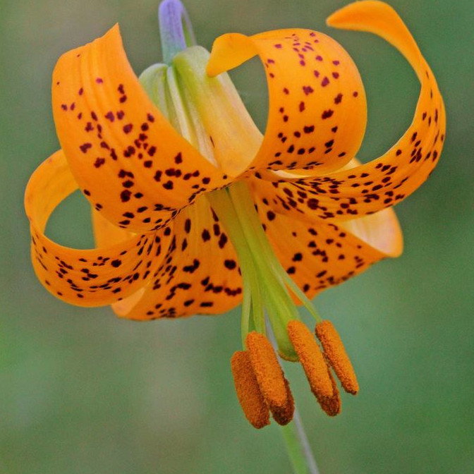 Lilium Columbianum