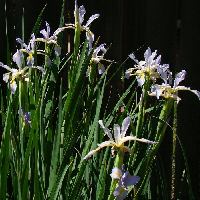 Iris Spuria Musulmanica