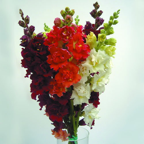 Antirrhinum F1 Madame Butterfly
