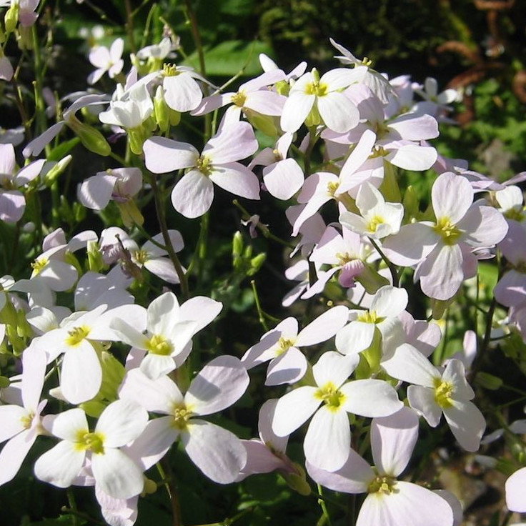 Arabis Alpina