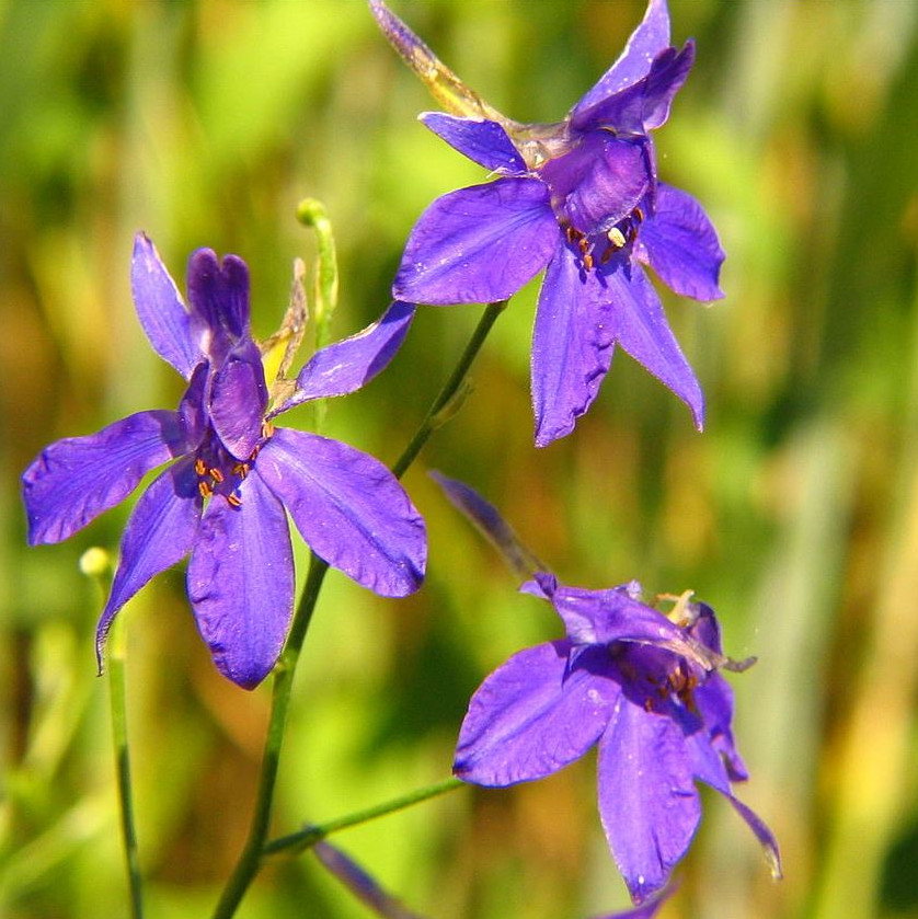Consolida Regalis