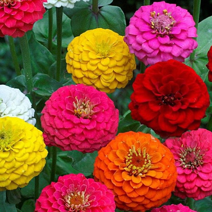 Zinnia Elegans Lilliput Mix