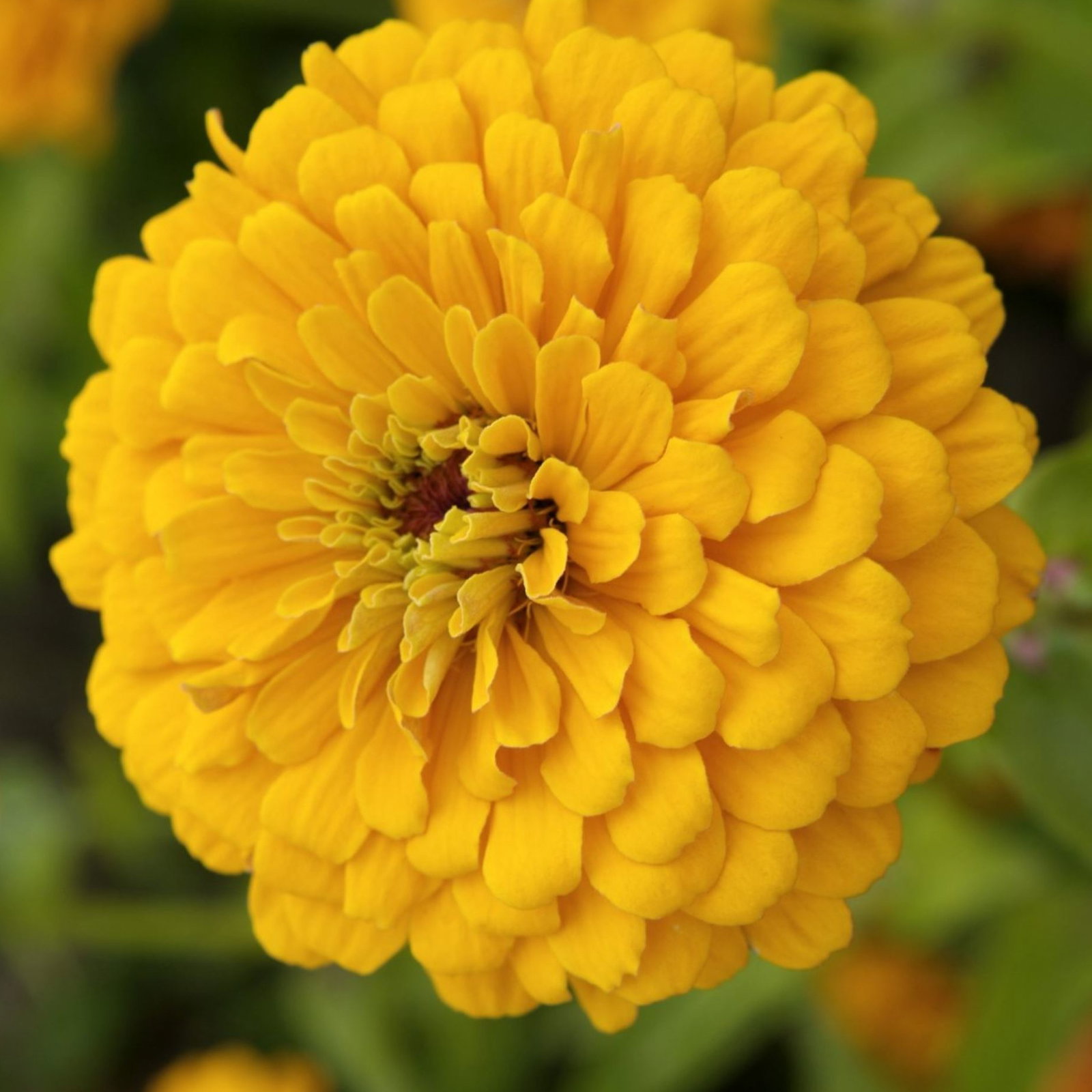Zinnia Elegans Golden Crown