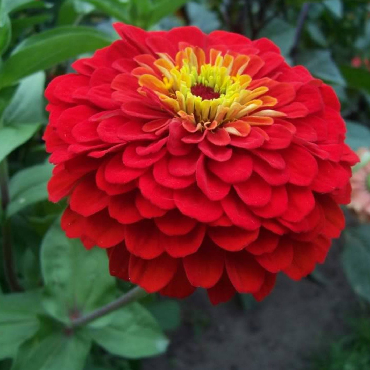 Zinnia Elegans Cherry Queen