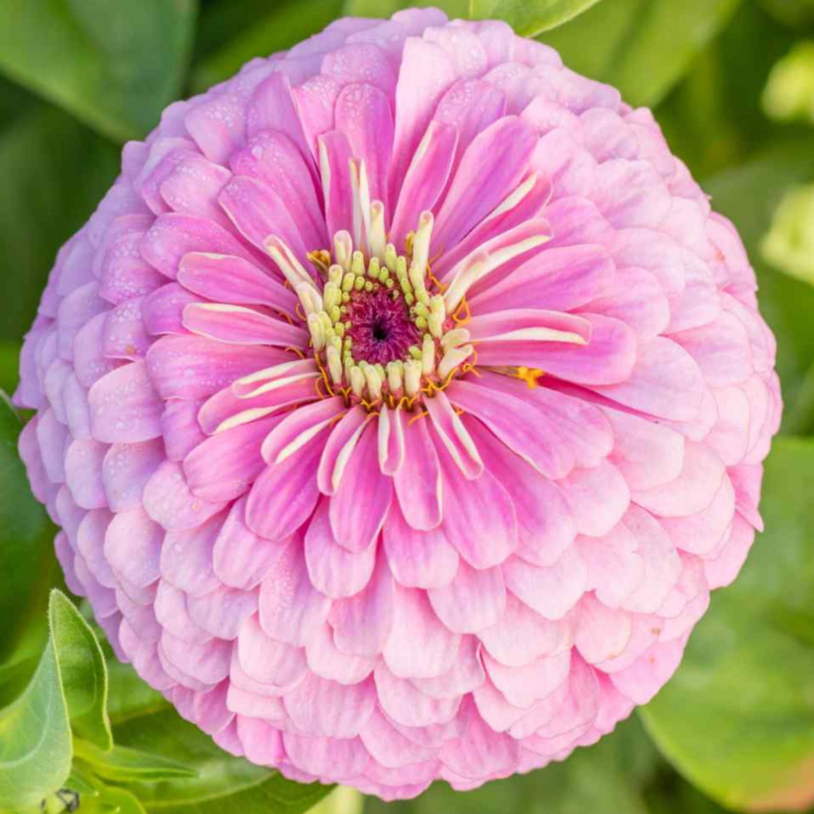 Zinnia Elegans Pink Princess