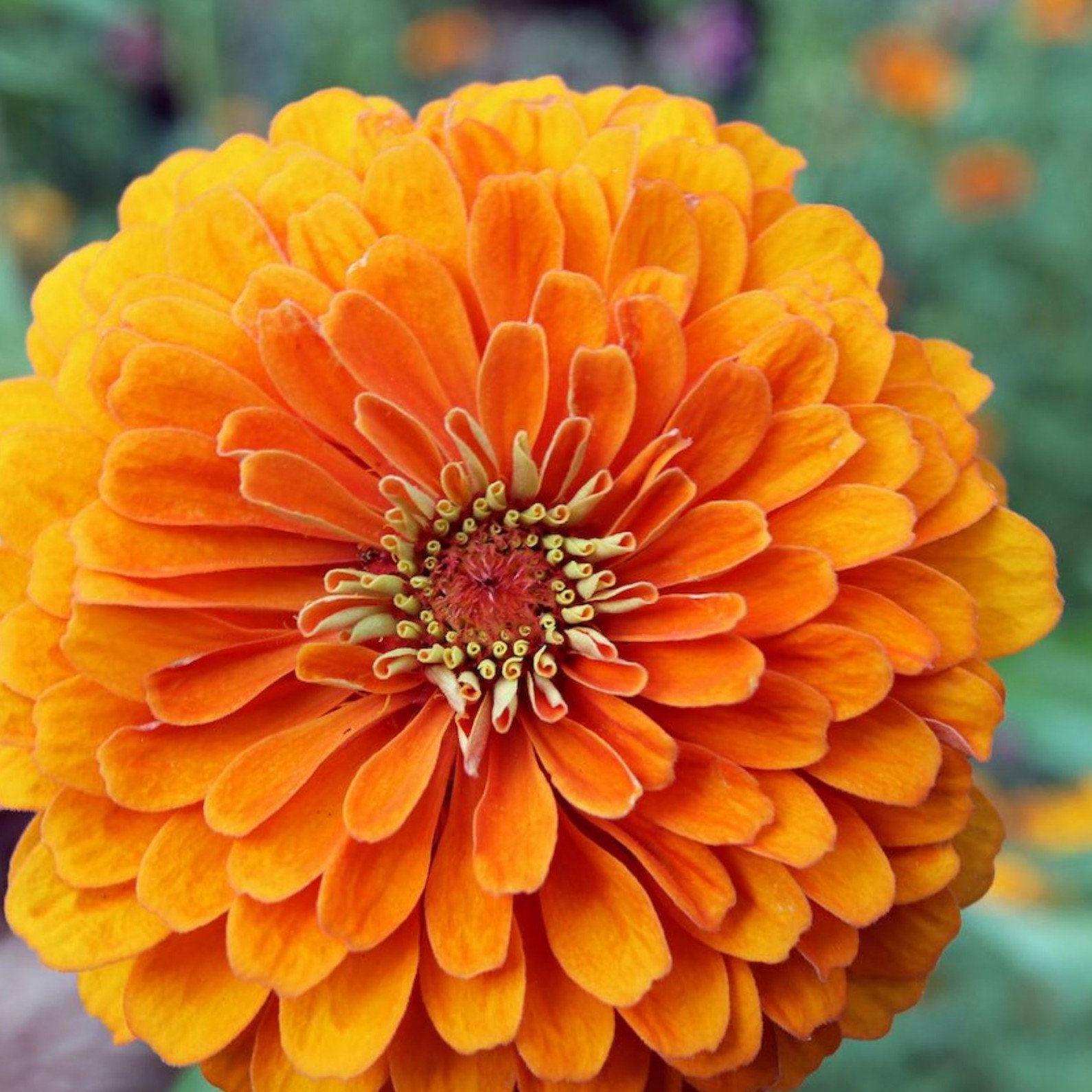 Zinnia Elegans The Mandarin