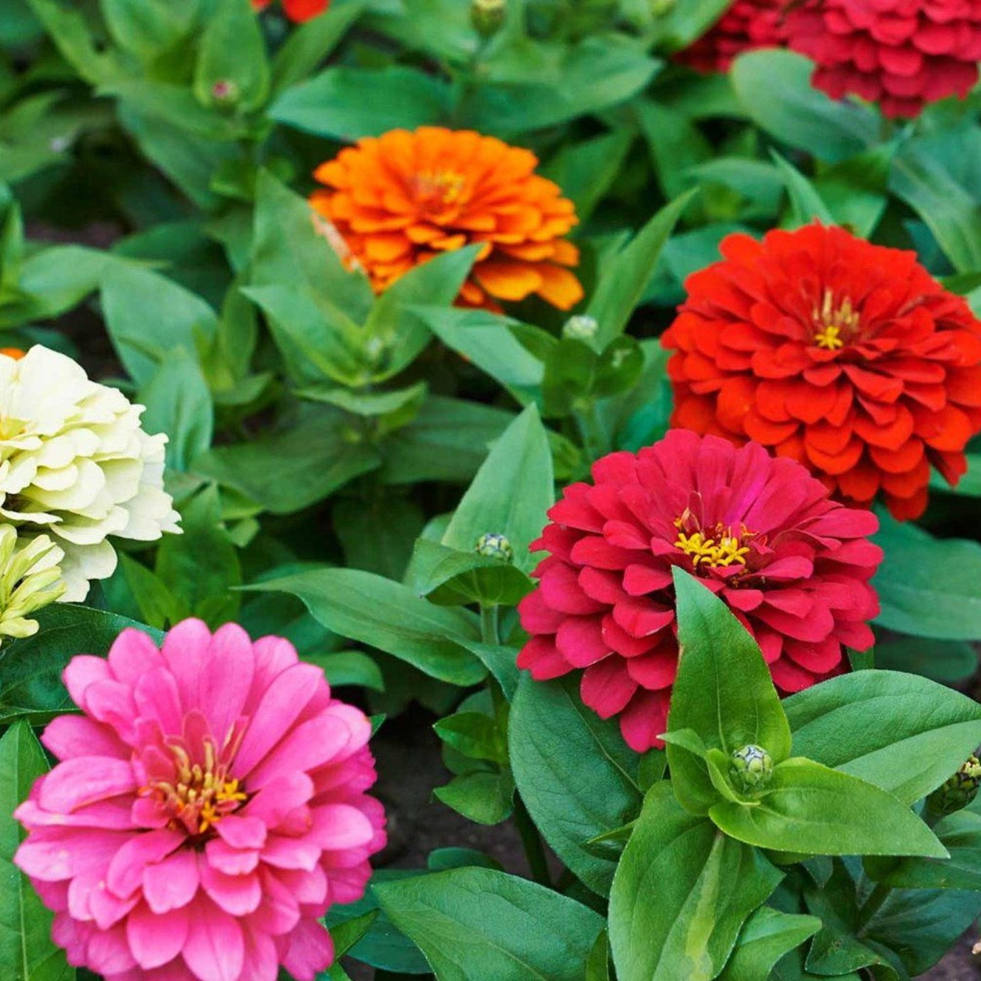 Zinnia Elegans Royal Mix