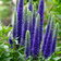 Veronica Spicata
