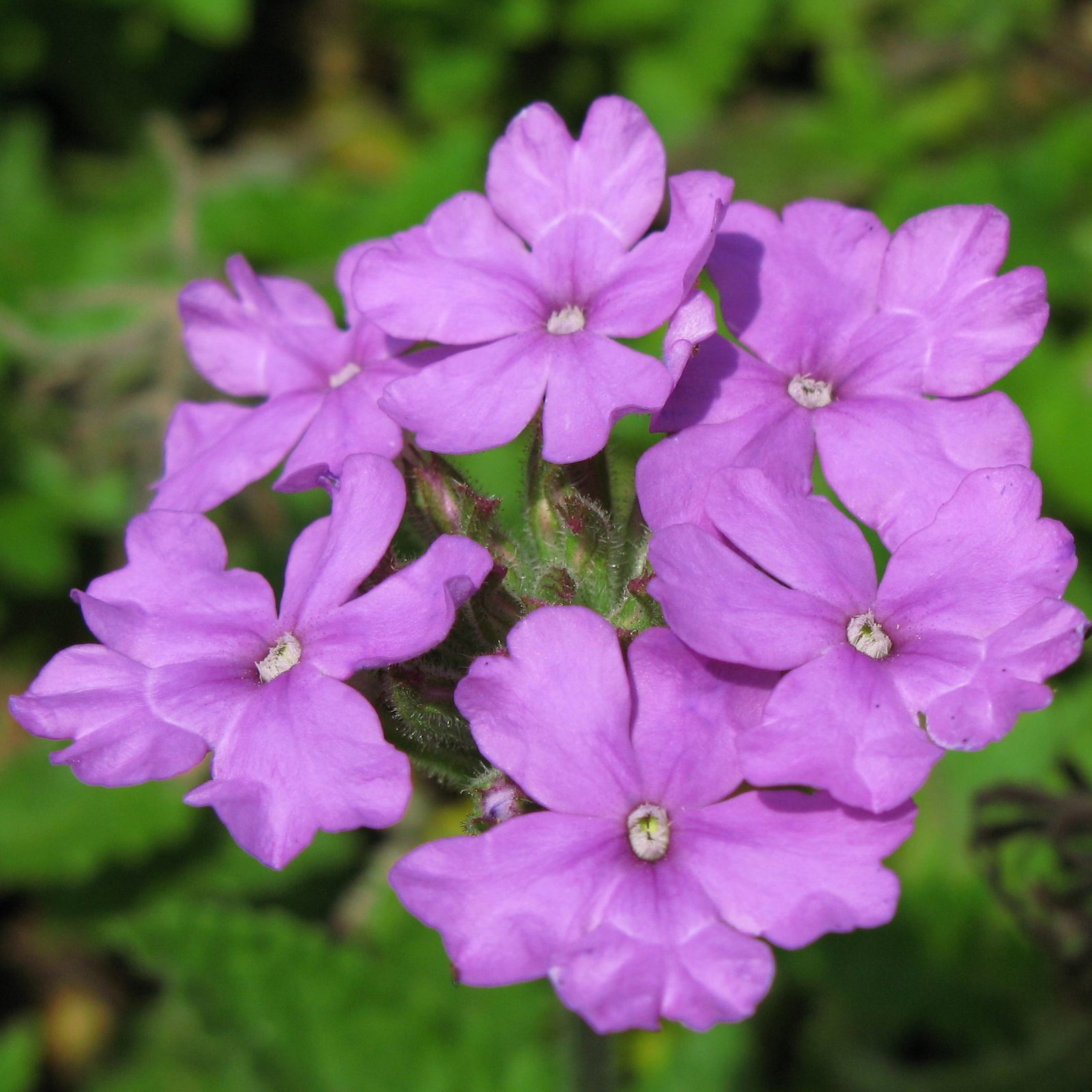 Glandularia Tenera