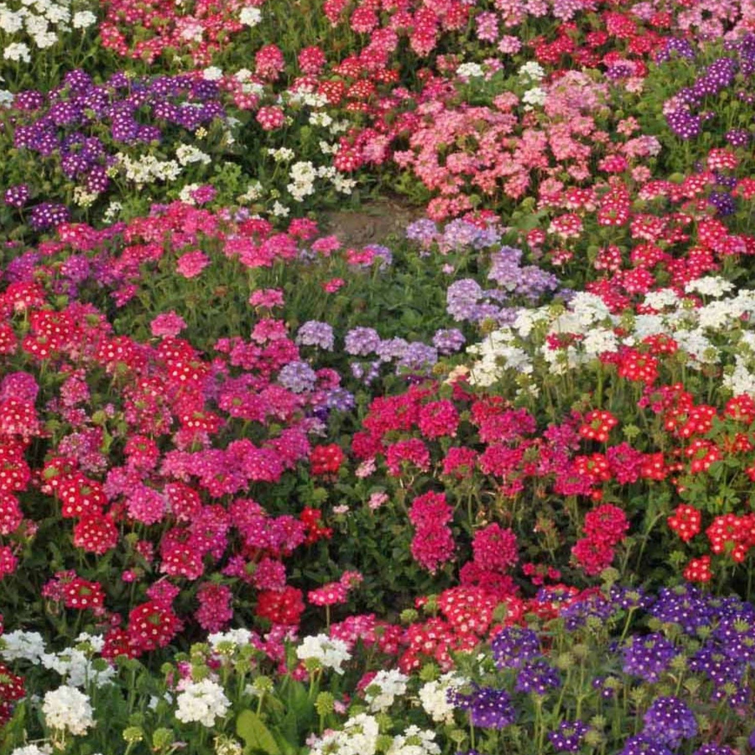 Verbena Hybrida Mix