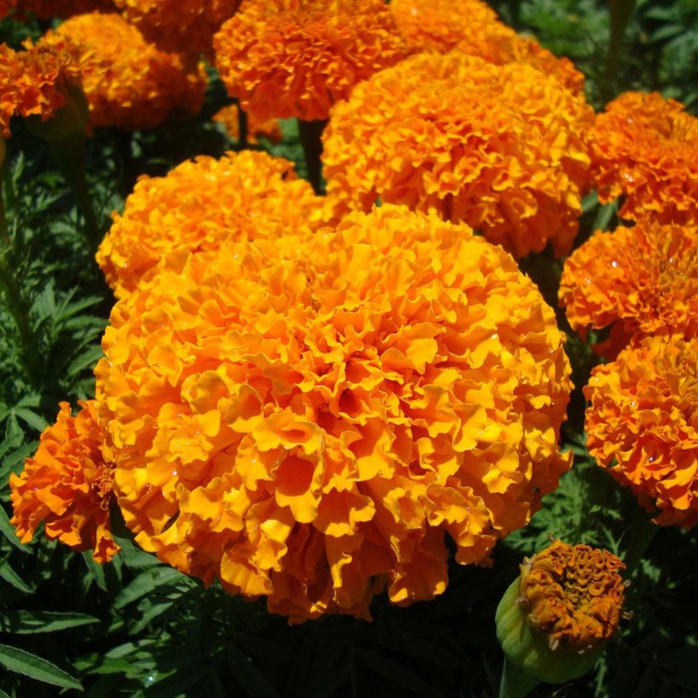Tagetes Erecta Tangerine