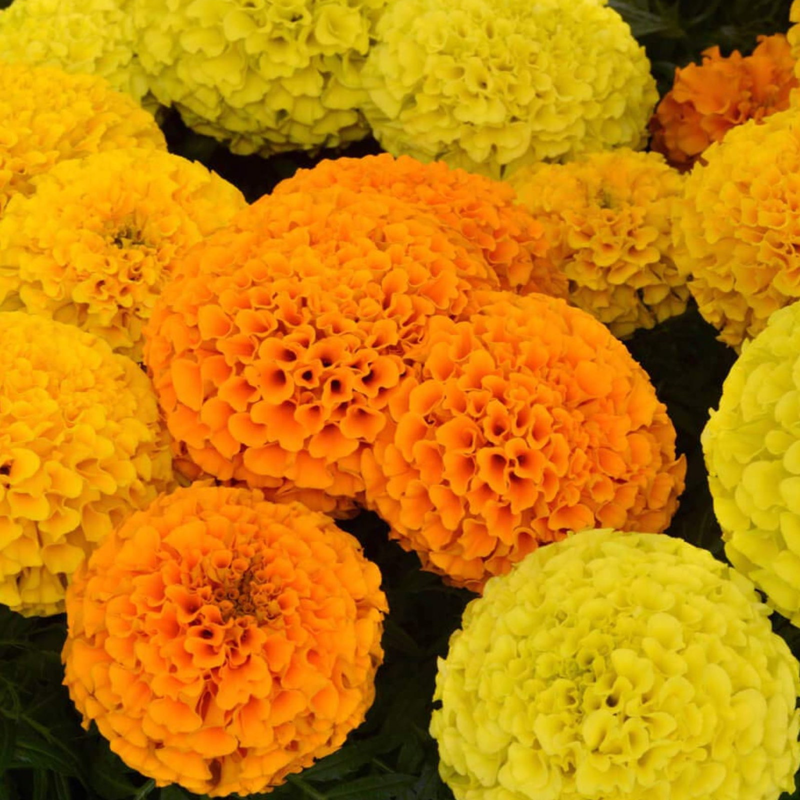 Tagetes Erecta Mix