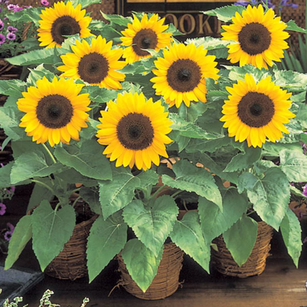 Sunflower Dwarf Yellow