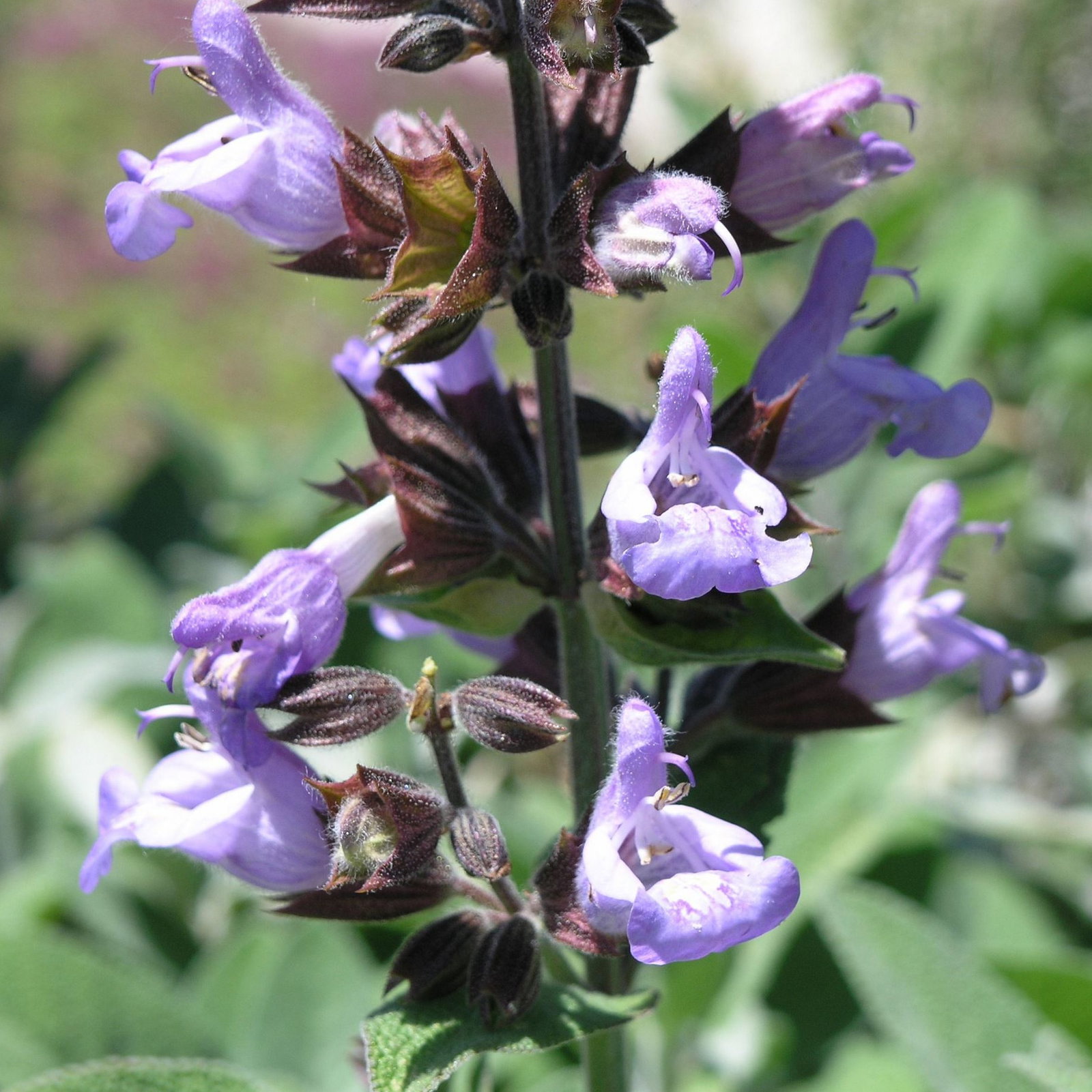 Salvia Maroccana