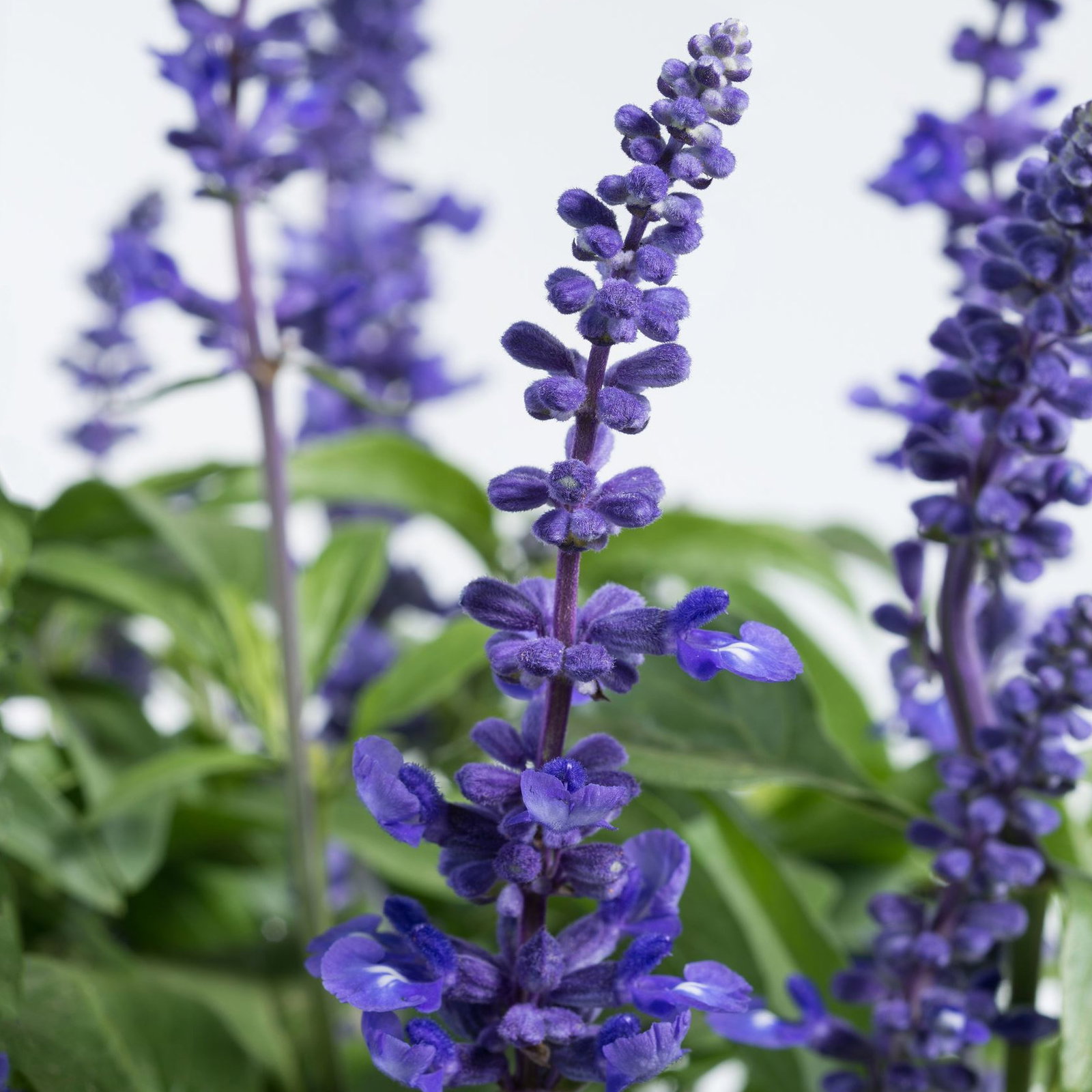 Salvia Farinacea Deep Blue