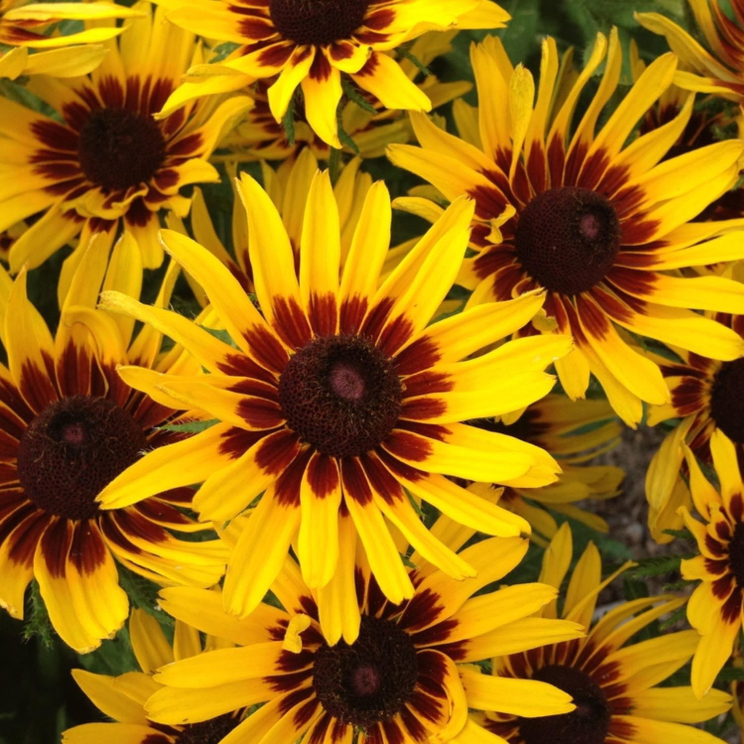 Rudbeckia Hirta Goldeneye