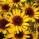 Rudbeckia Hirta Goldeneye