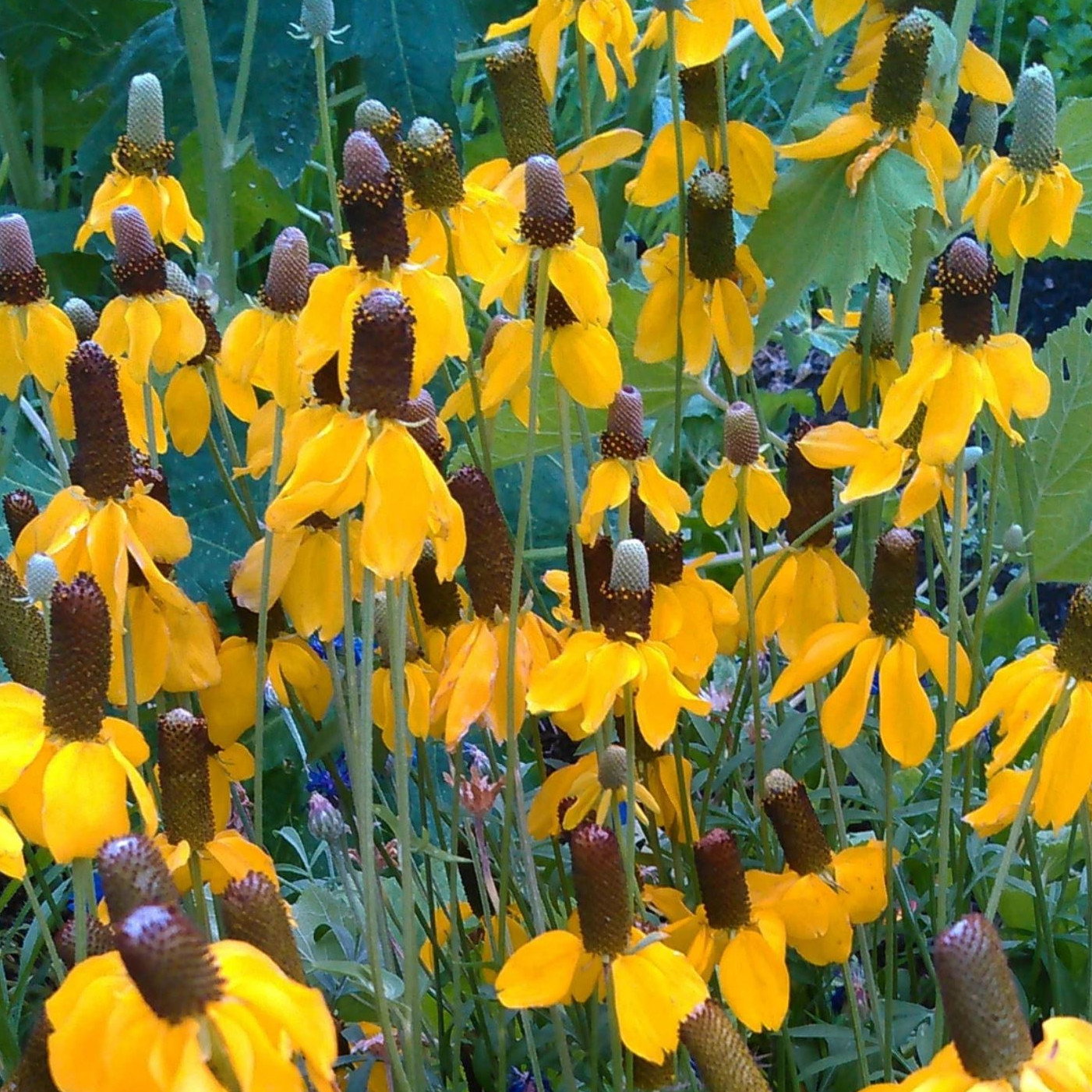 Ratibida Columnifera