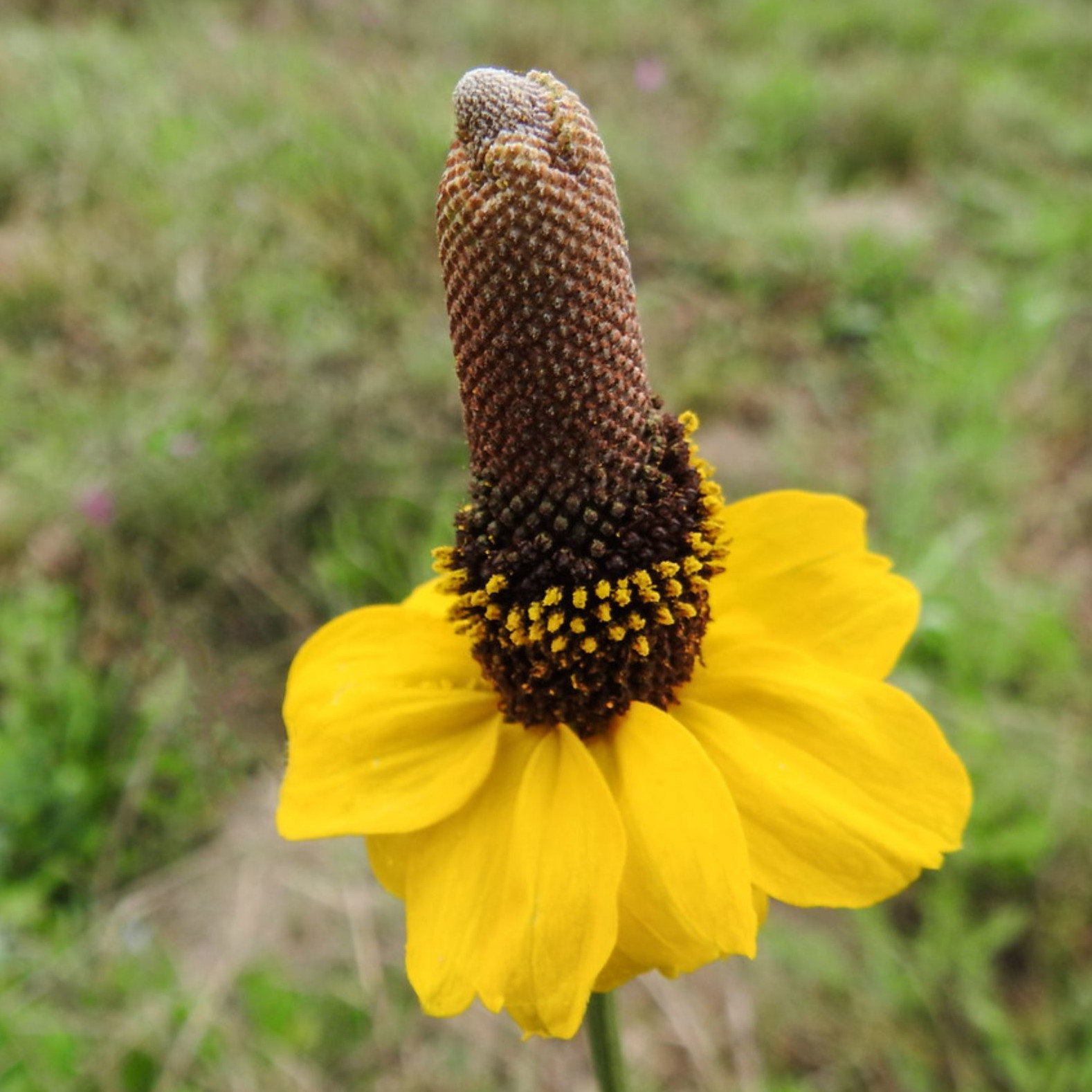 Ratibida Columnifera
