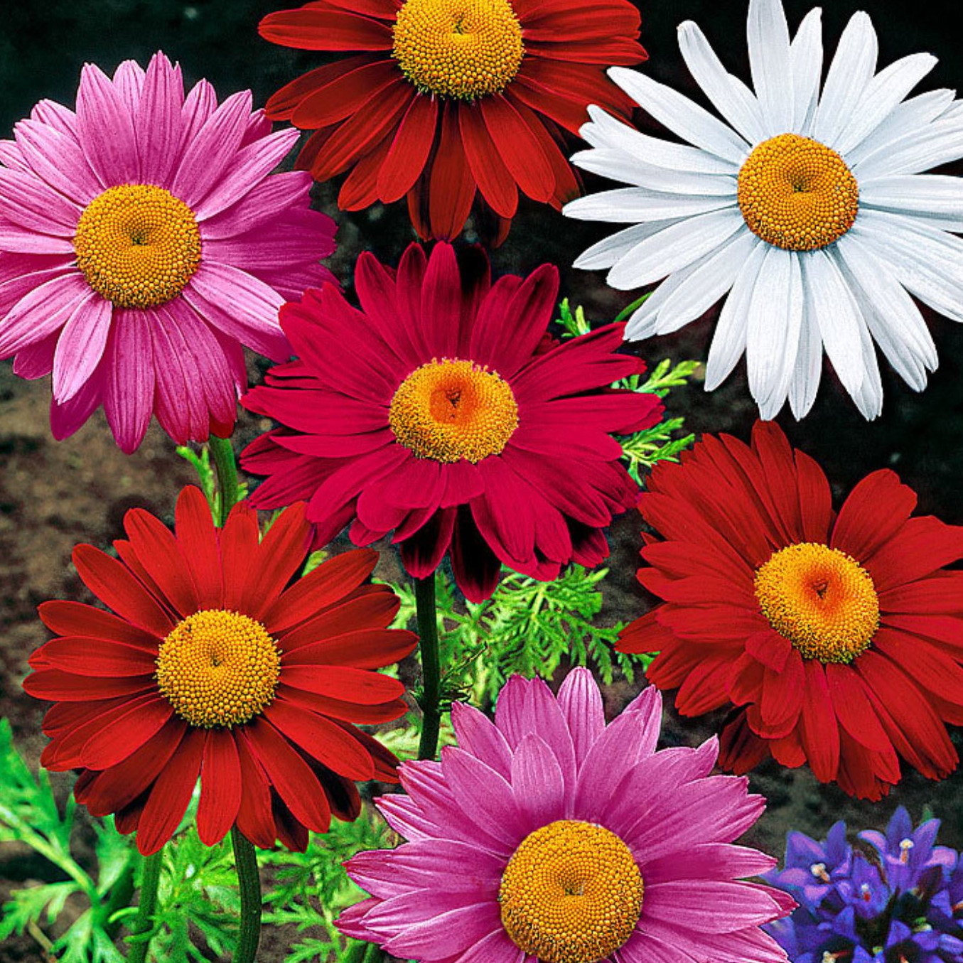 Pyrethrum Coccineum Mix