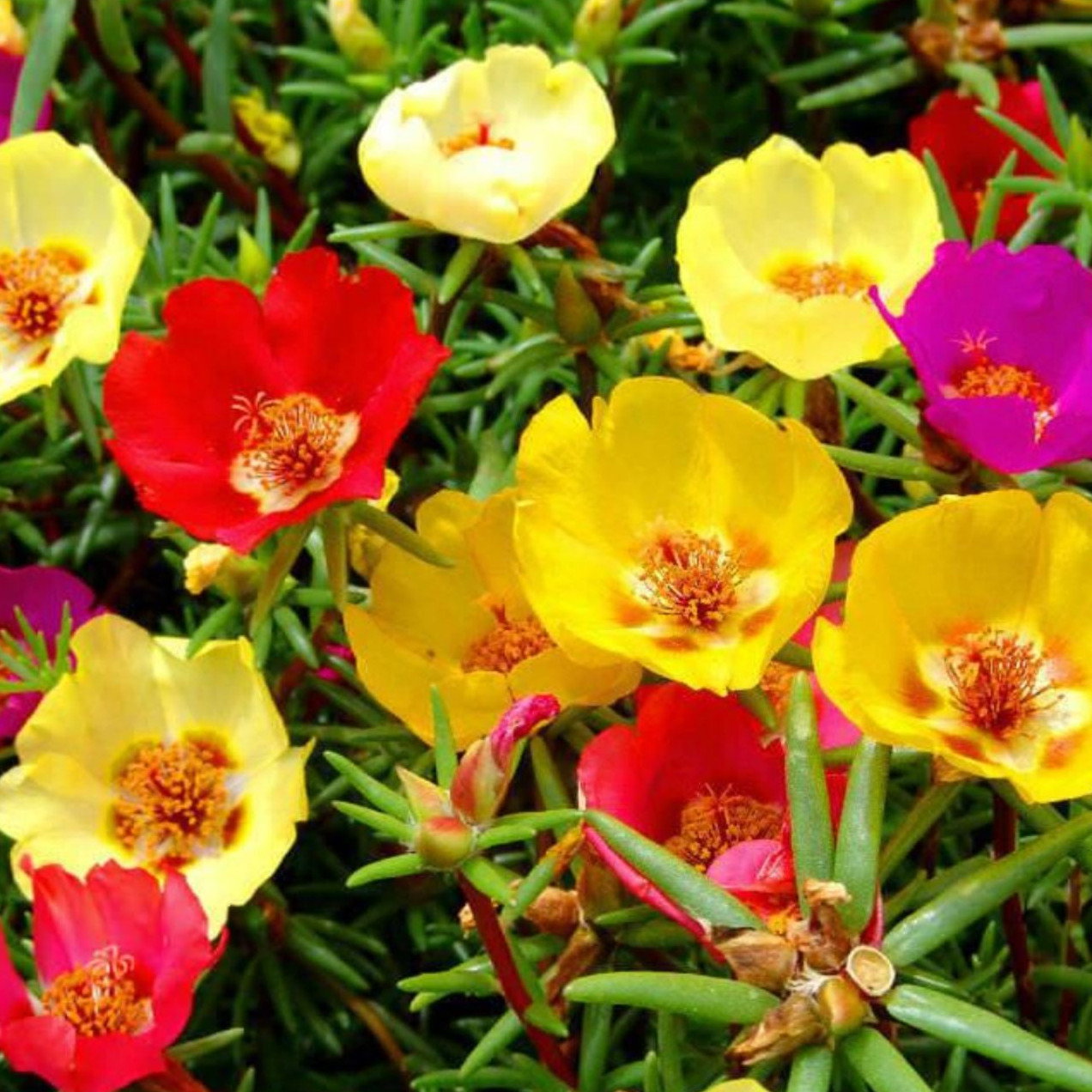 Portulaca Grandiflora Single Mix