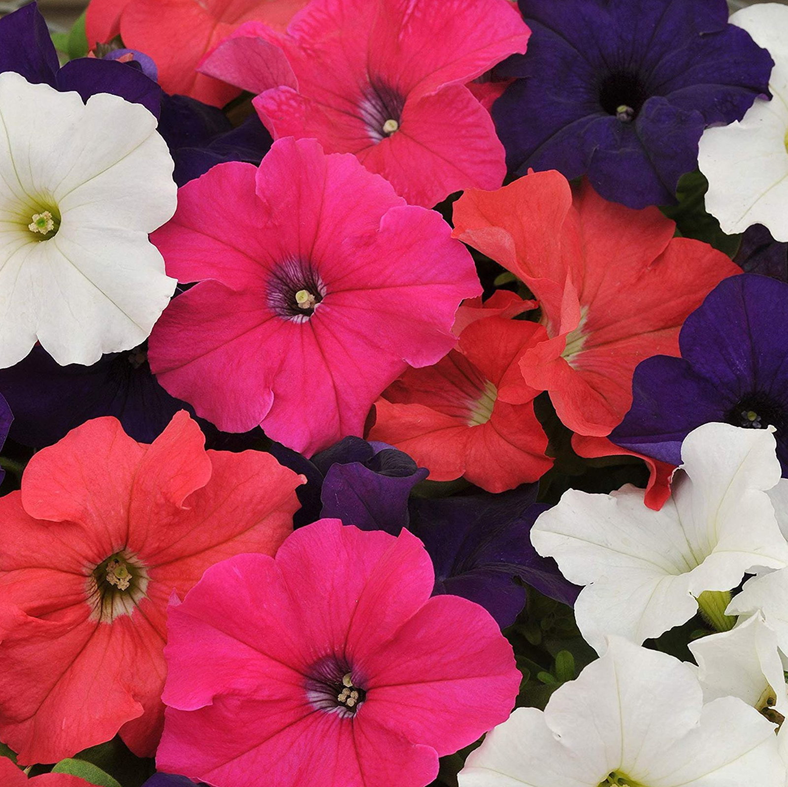 Petunia Hybrida Mix