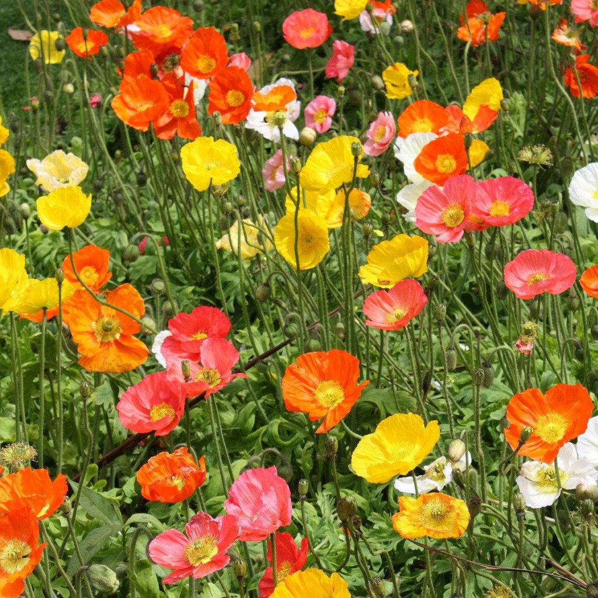 Papaver Nudicaule Wonderland Mix