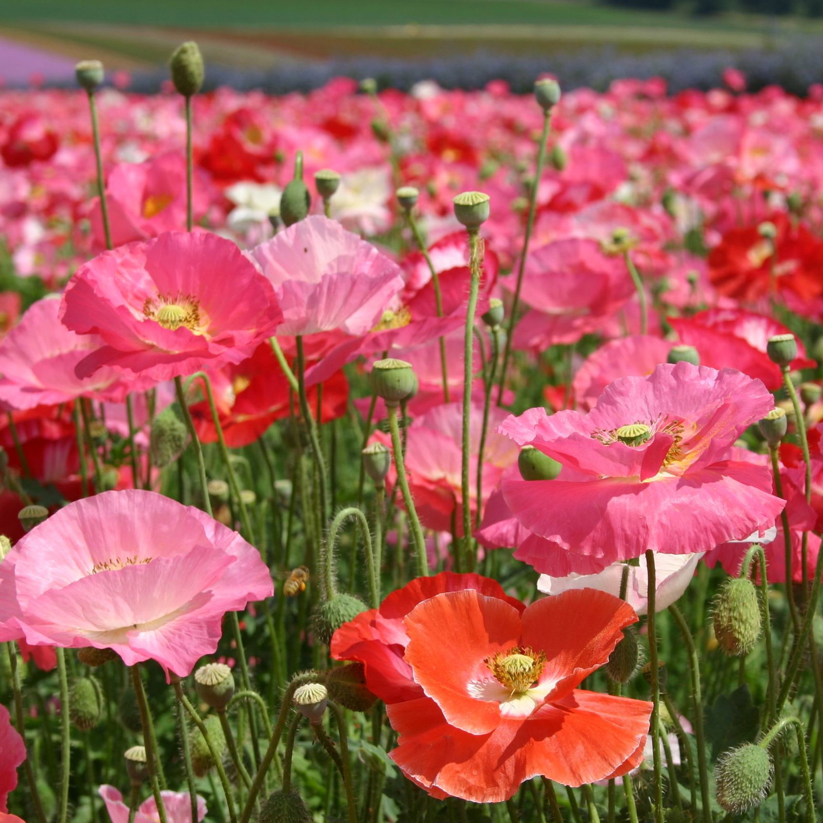 Papaver Rhoeas Tutti Fruity Singles Mix