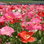 Papaver Rhoeas Tutti Fruity Singles Mix