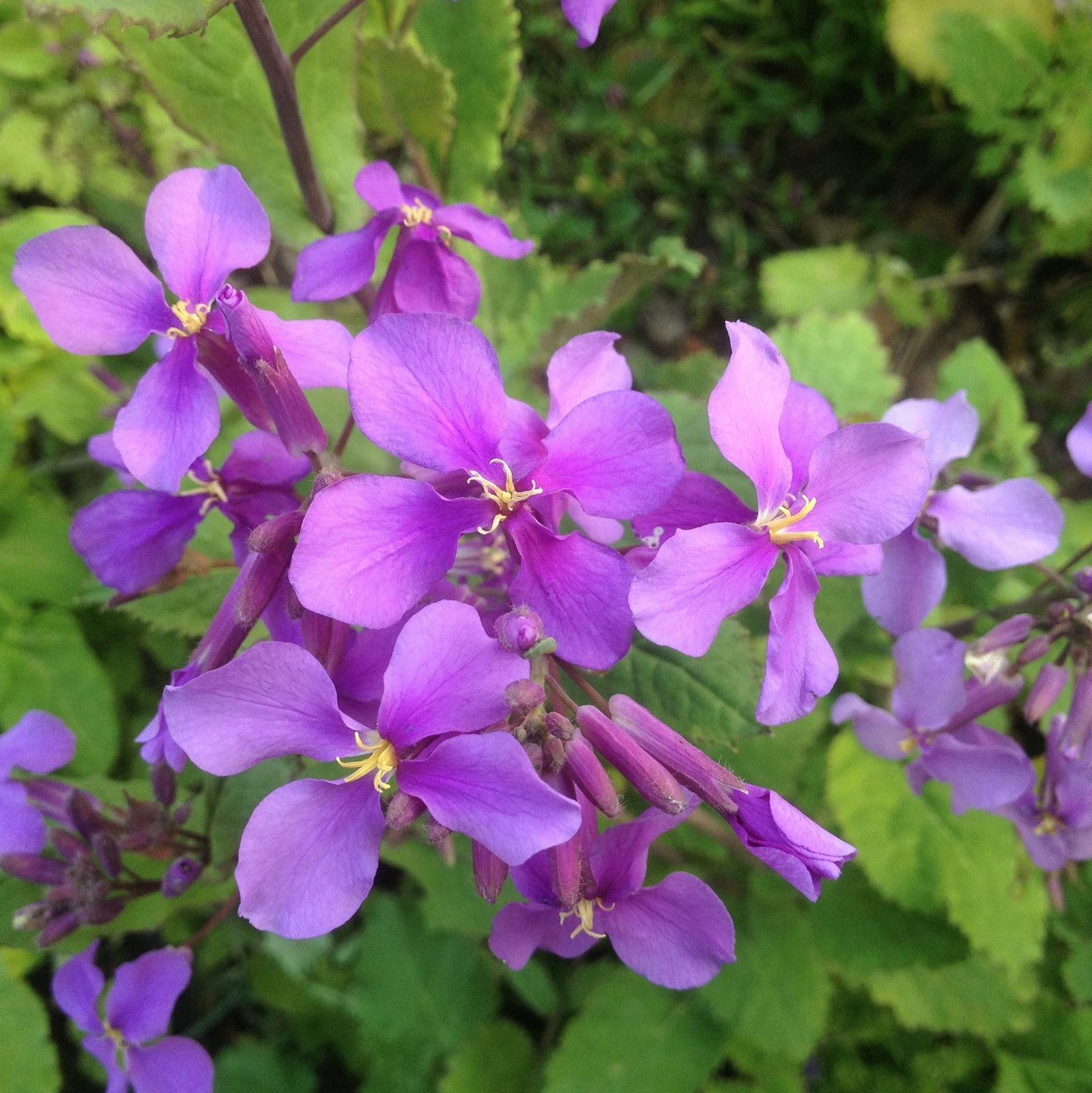 Orychophragmus Violaceus
