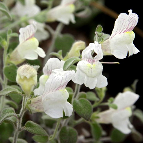 Antirrhinum Molle