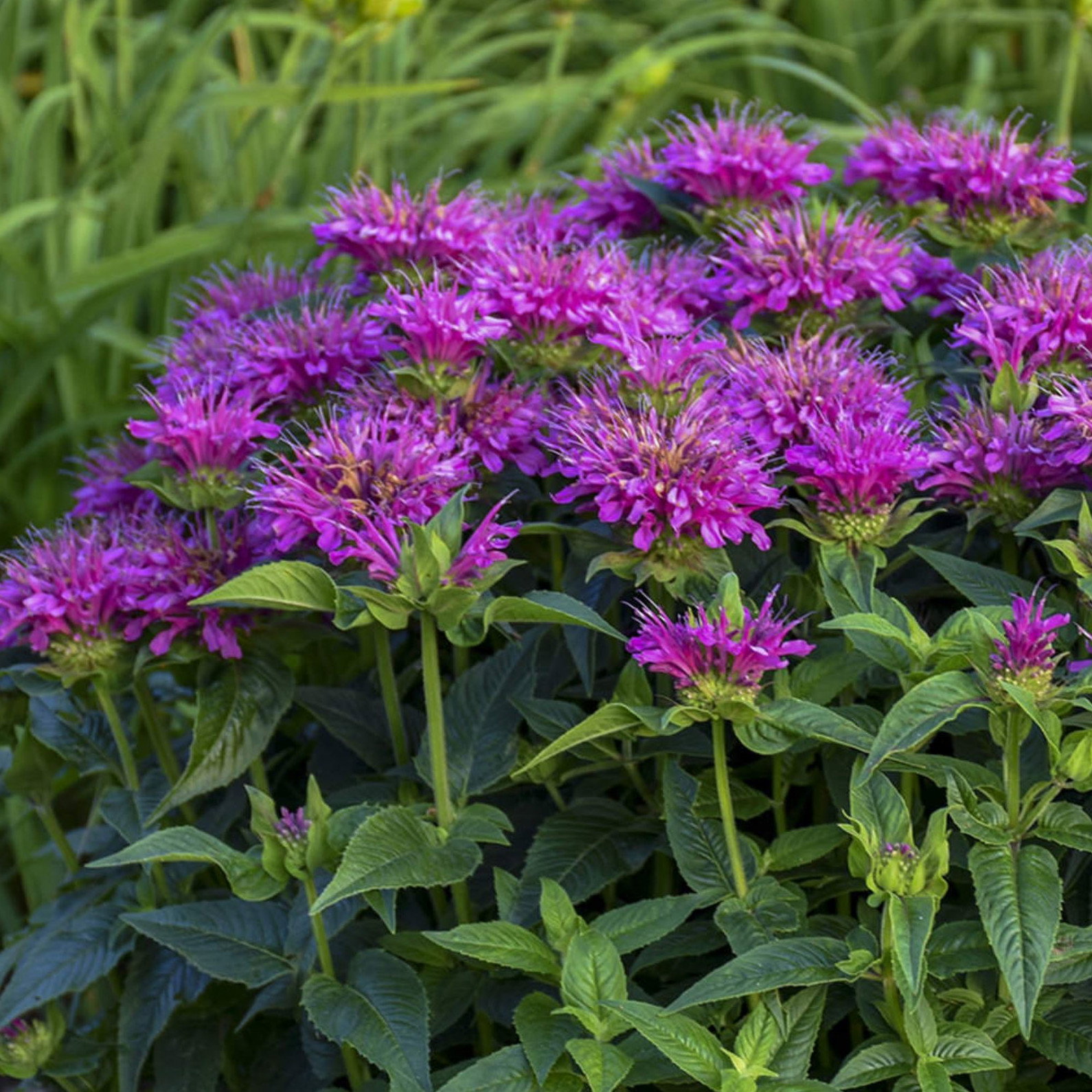 Monarda Didyma Purple
