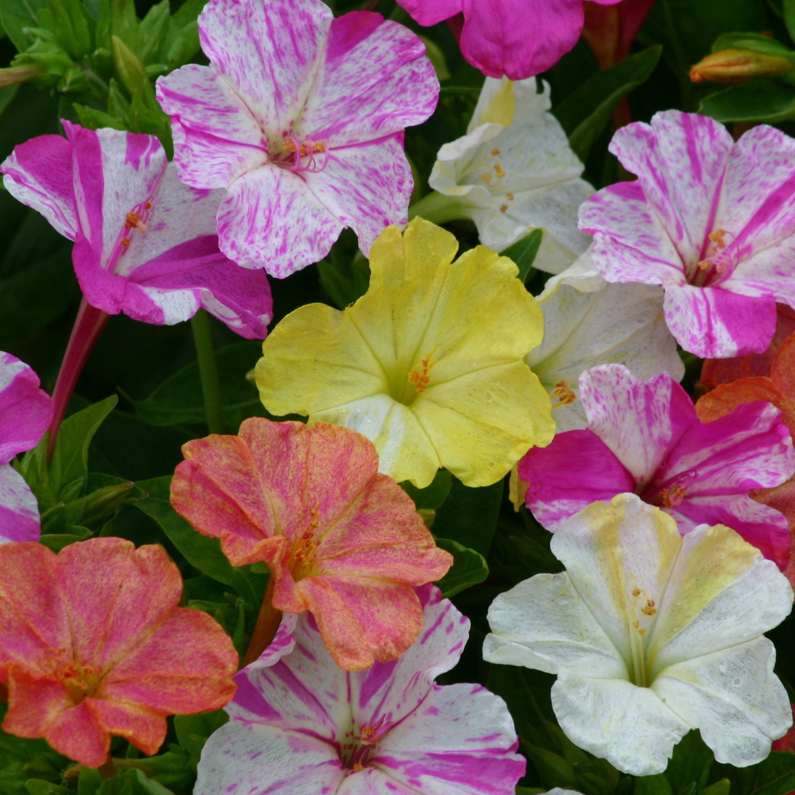 Mirabilis Jalapa Mix
