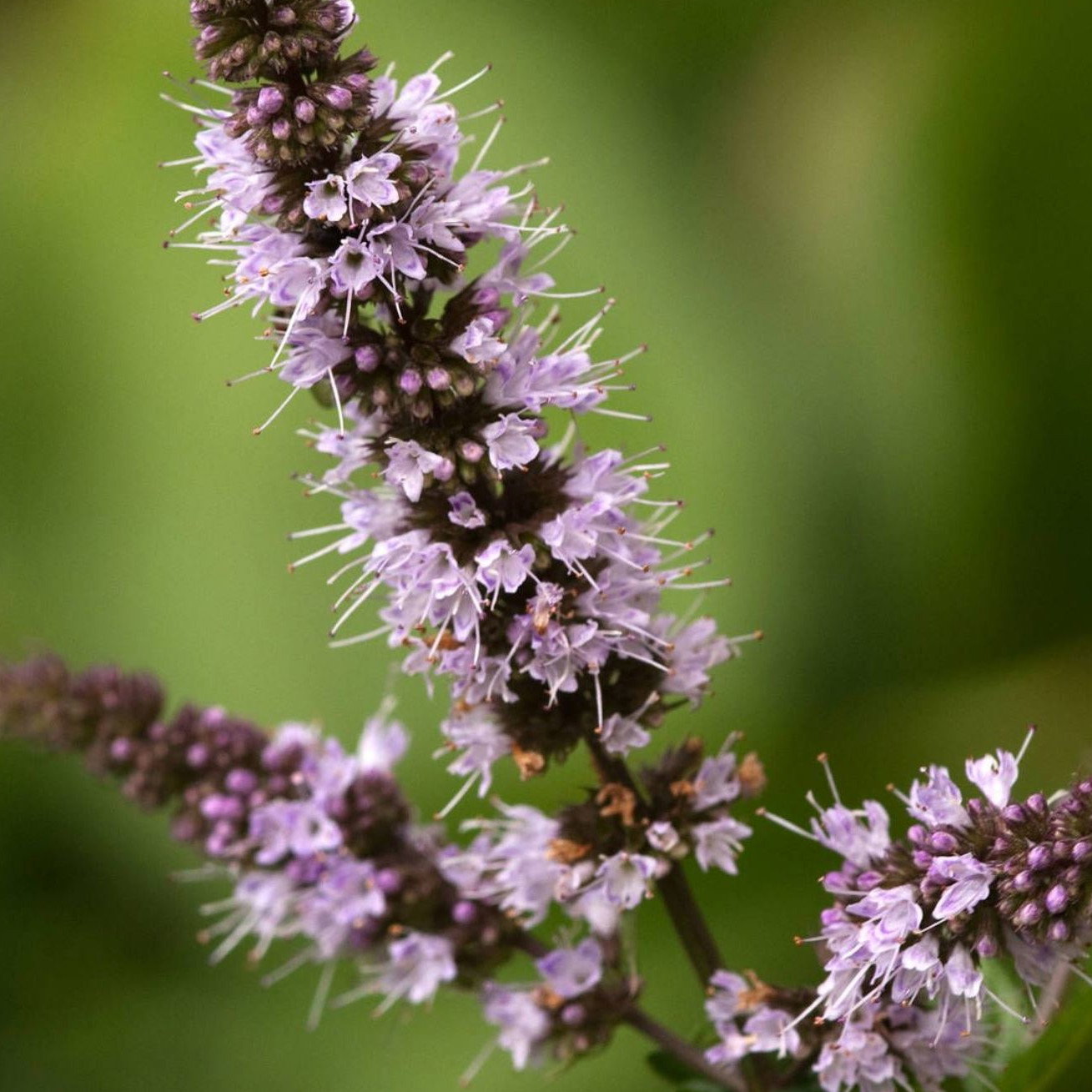 Mentha Spicata