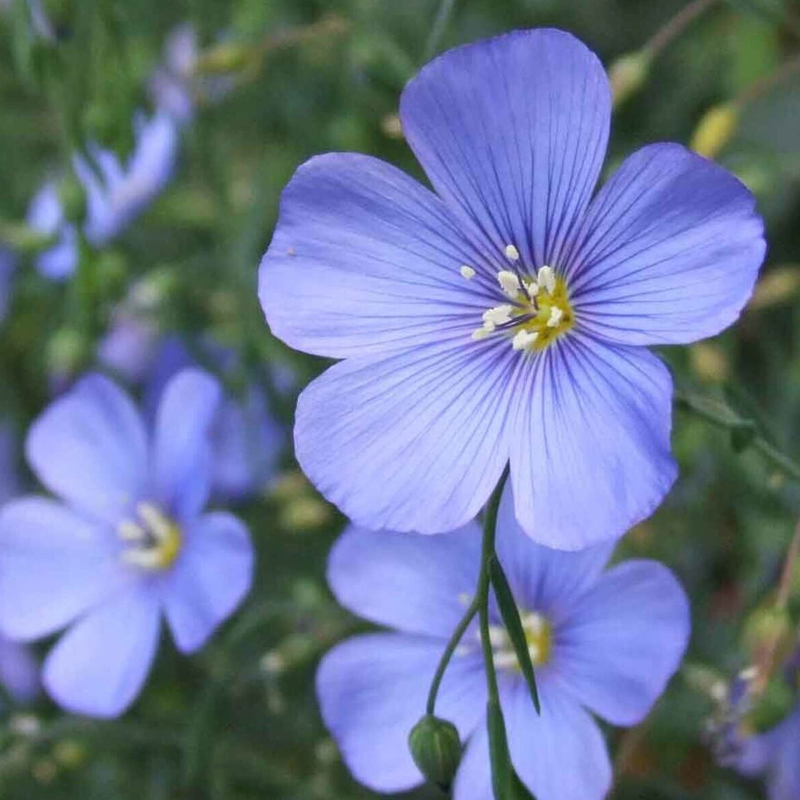 Linum Perenne
