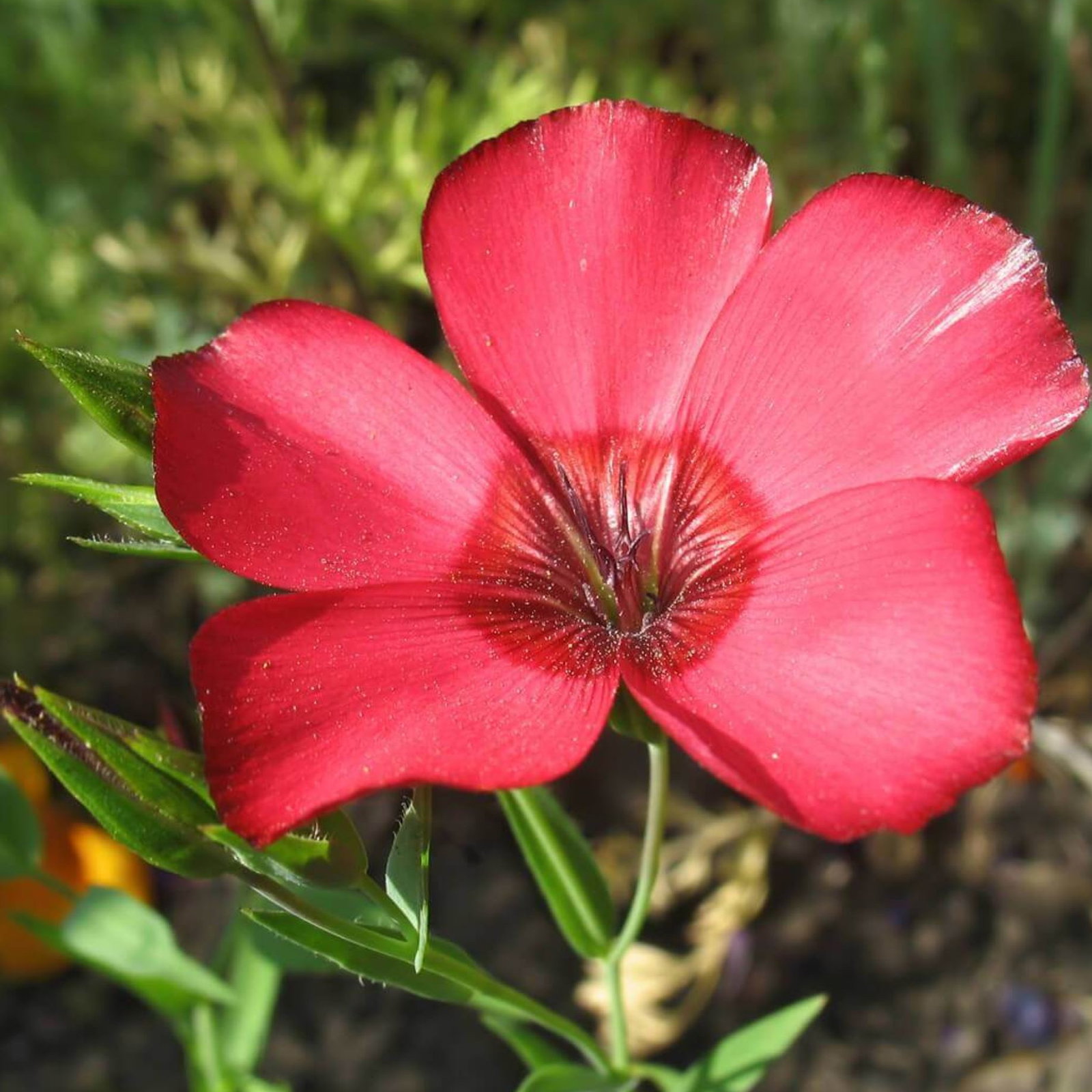 Linum Grandiflorum Lipstick Red