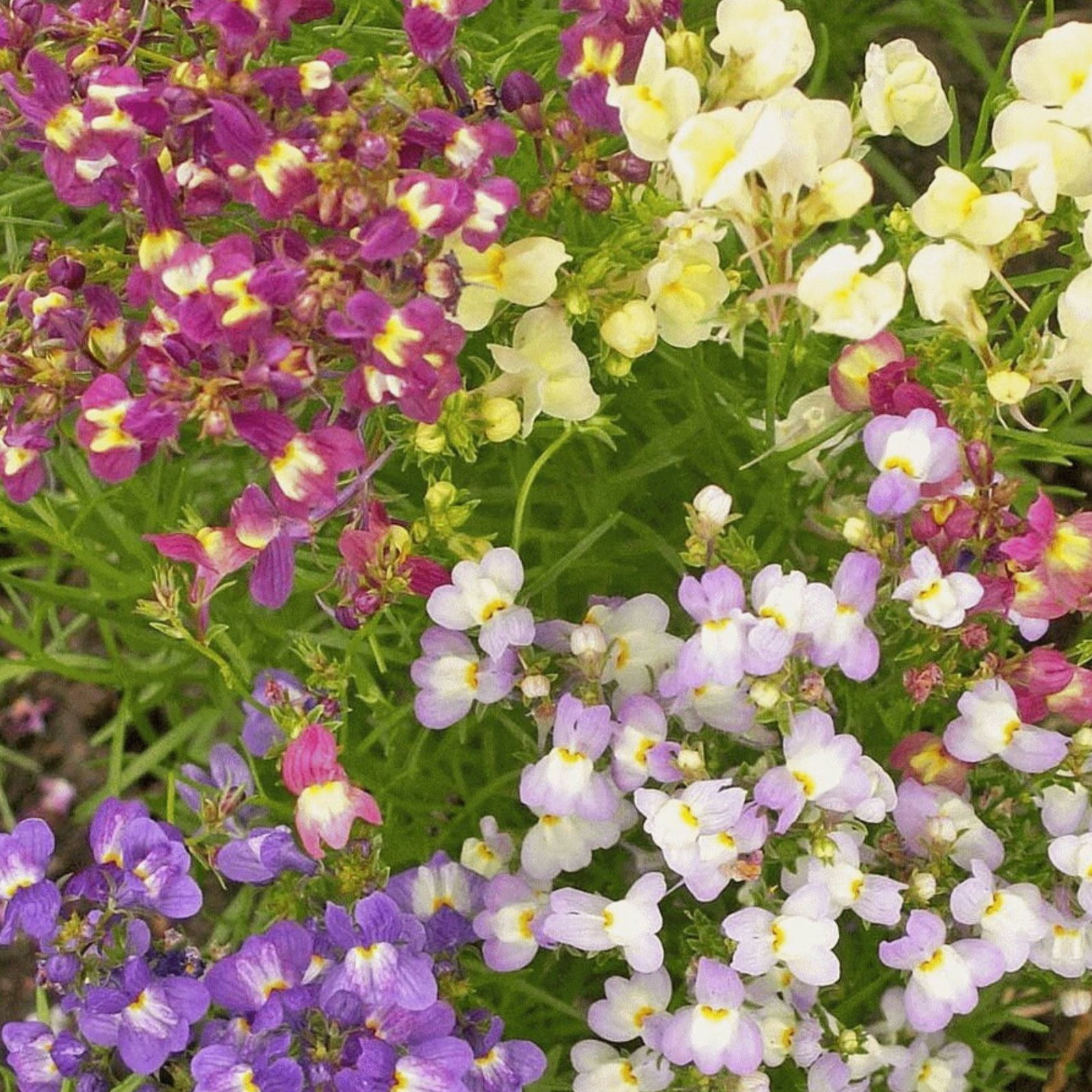 Linaria Maroccana Mixed
