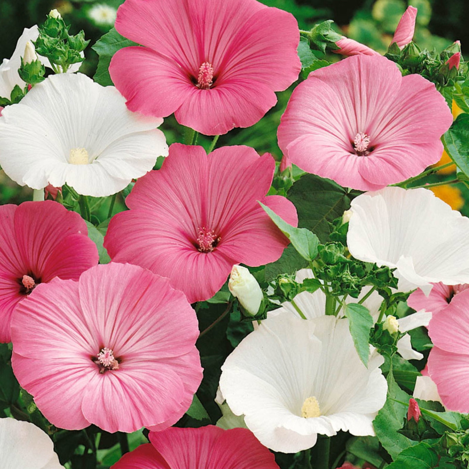 Lavatera Trimestris Mix