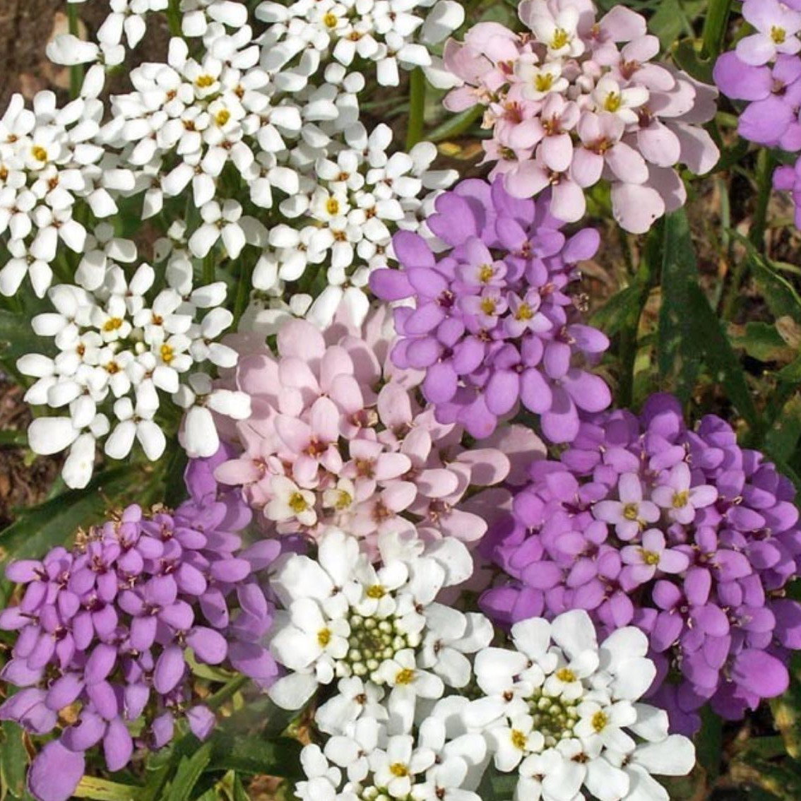Iberis Umbellata Candyshop Mix