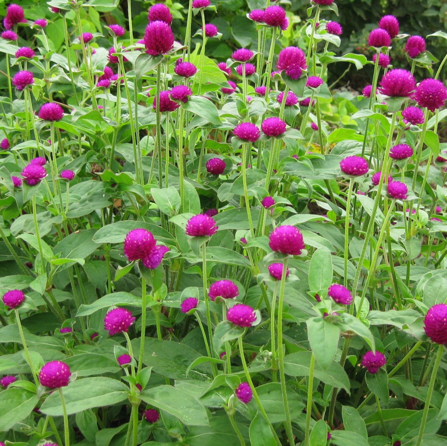 Gomphrena Globosa Ribena Ruffles