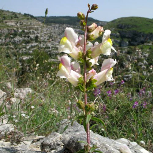 Antirrhinum Siculum