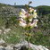 Antirrhinum Siculum