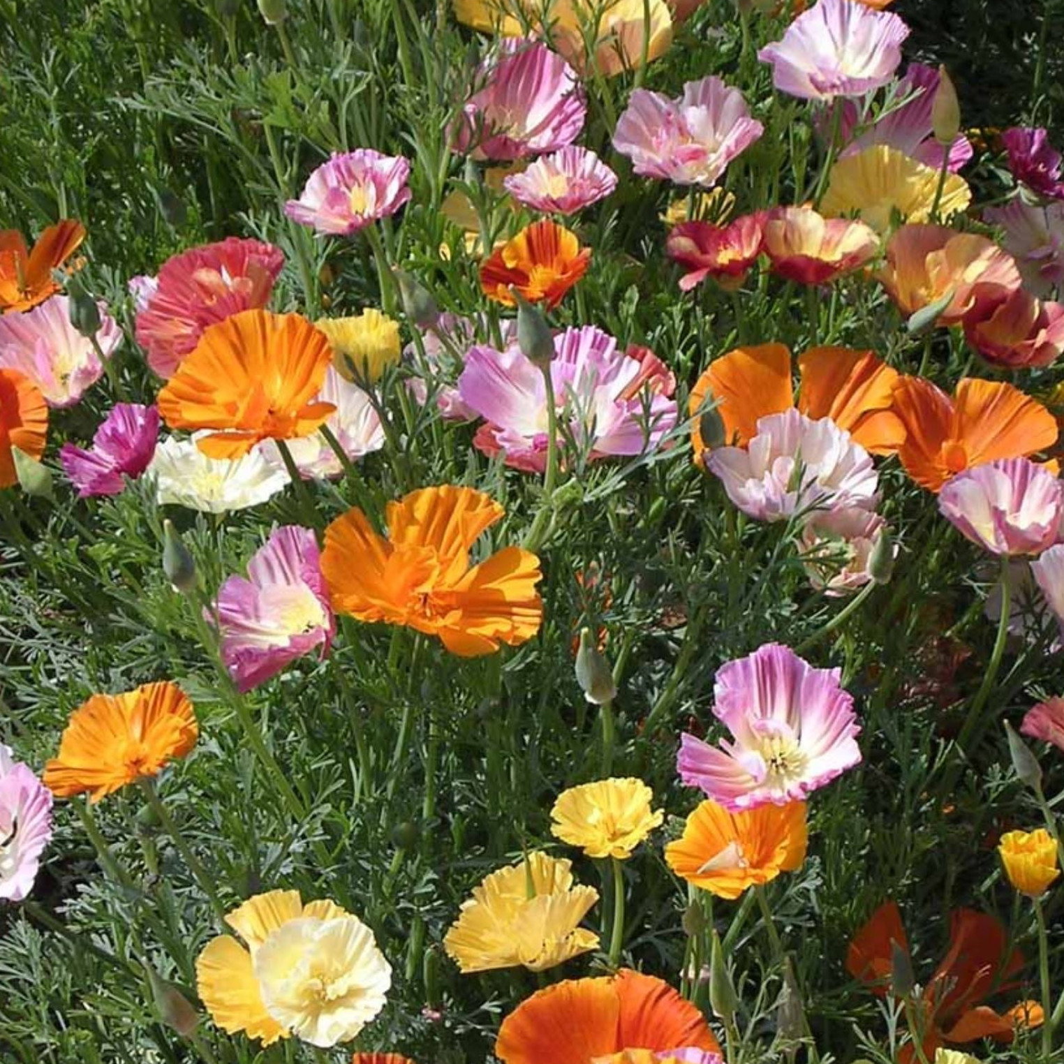 Eschscholzia Californica Fruit Pastel Mix