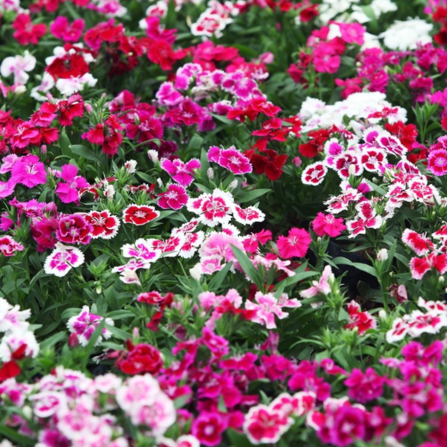Dianthus Chinensis Mix