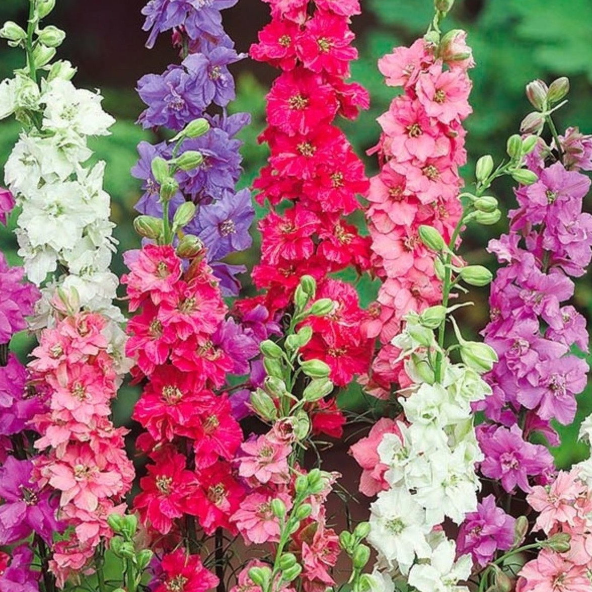 Delphinium Ajacis Dwarf Mix