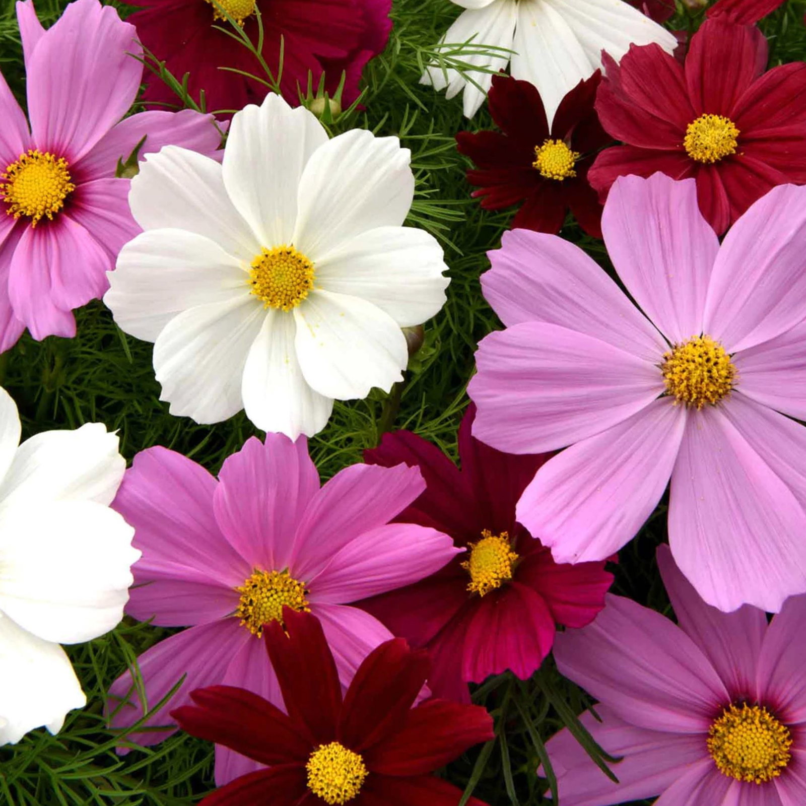 Cosmos Bipinnatus Fairy Tale Dwarf Mix