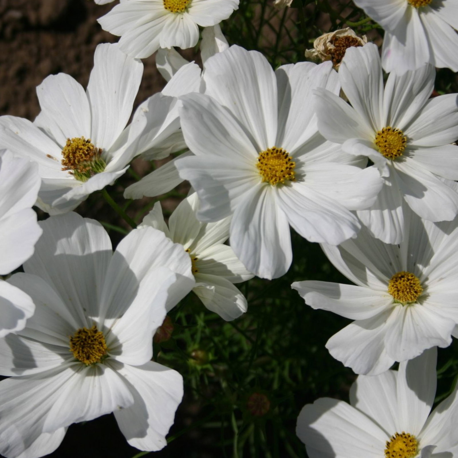 Cosmos Bipinnatus Angel Wings